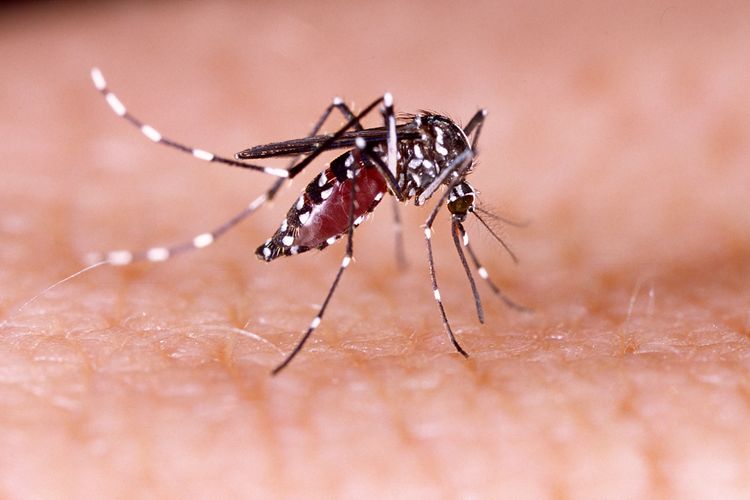 Lawmakers are calling on the Ministry of Health to strengthen dengue prevention