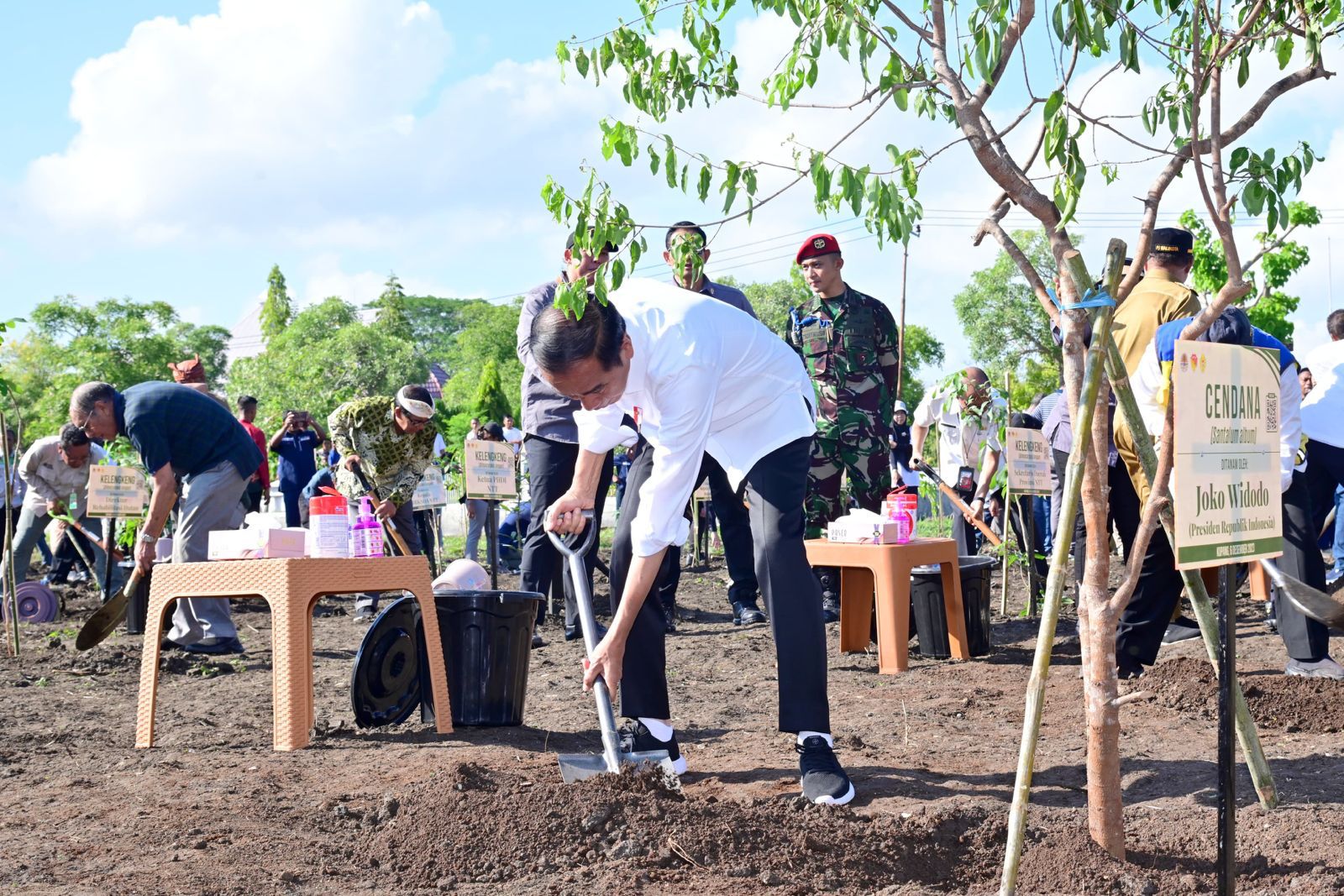 Lestarikan Tanaman Endemik Ntt Presiden Jokowi Tanam Pohon Cendana