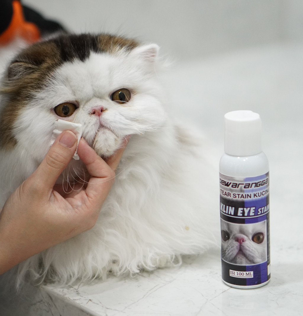 Gak Ribet! Cari Tau Cara Bersihin Mata Kucing Persia ala Dewarangga Cattery