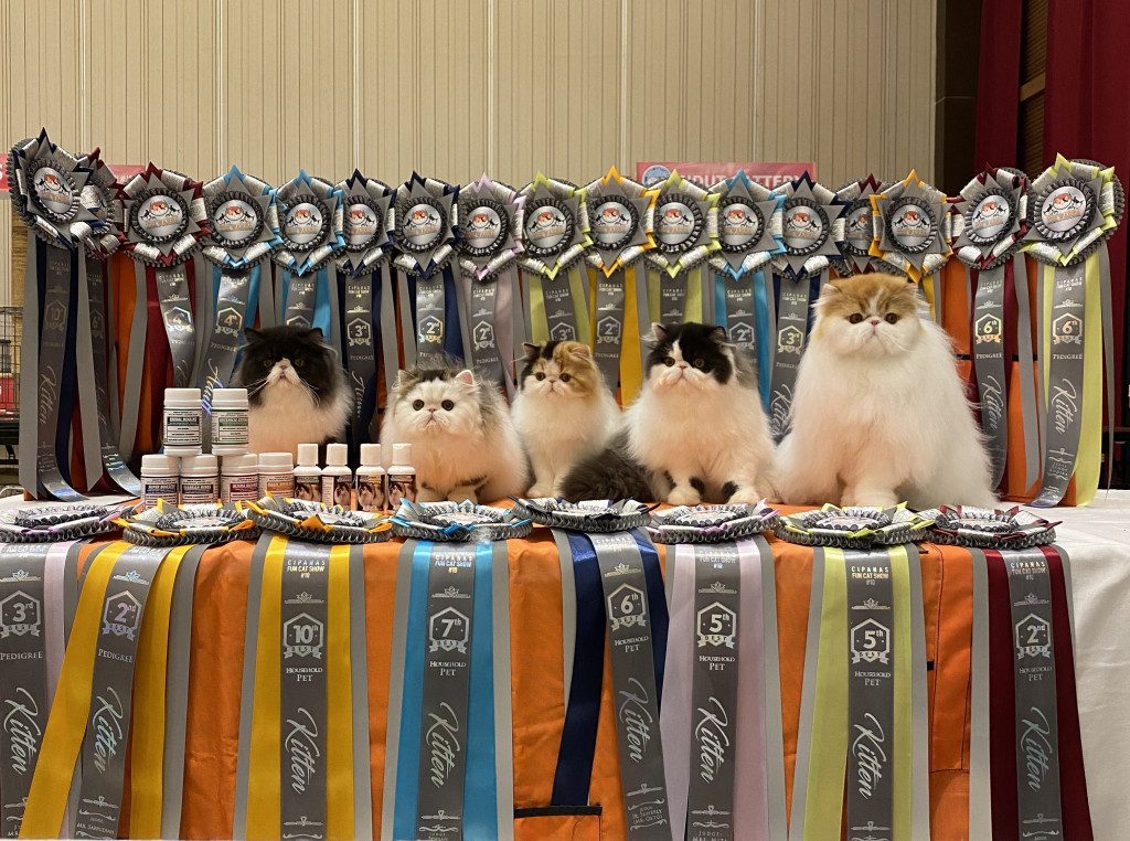 Mulai Rp 7000 Kucing Kamu Bisa Sembuh dari Jamur dengan Vitamin Herbal Kucing dari Dewarangga Cattery