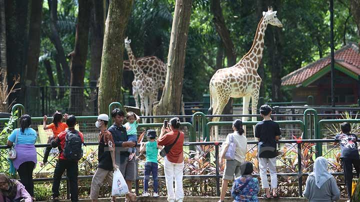 HUT Jakarta, Bank DKI Berikan Promo Tiket Masuk Taman Margasatwa Ragunan