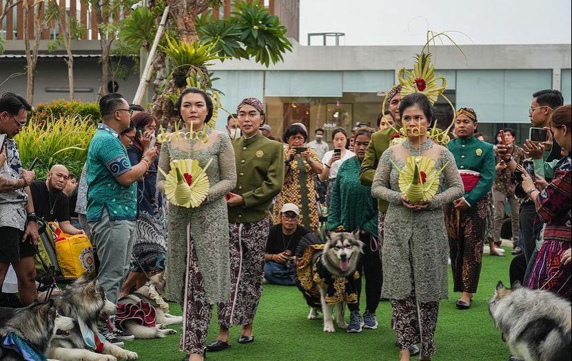 Disbud Yogyakarta Kecam Pernikahan Anjing Pakai Adat Jawa