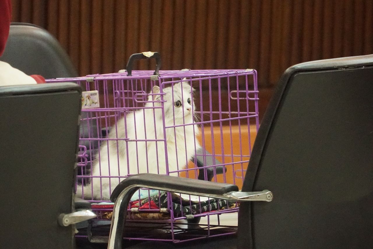 Penampakan Kucing Flow yang Dicekoki Miras Dihadirkan Dalam Persidangan
