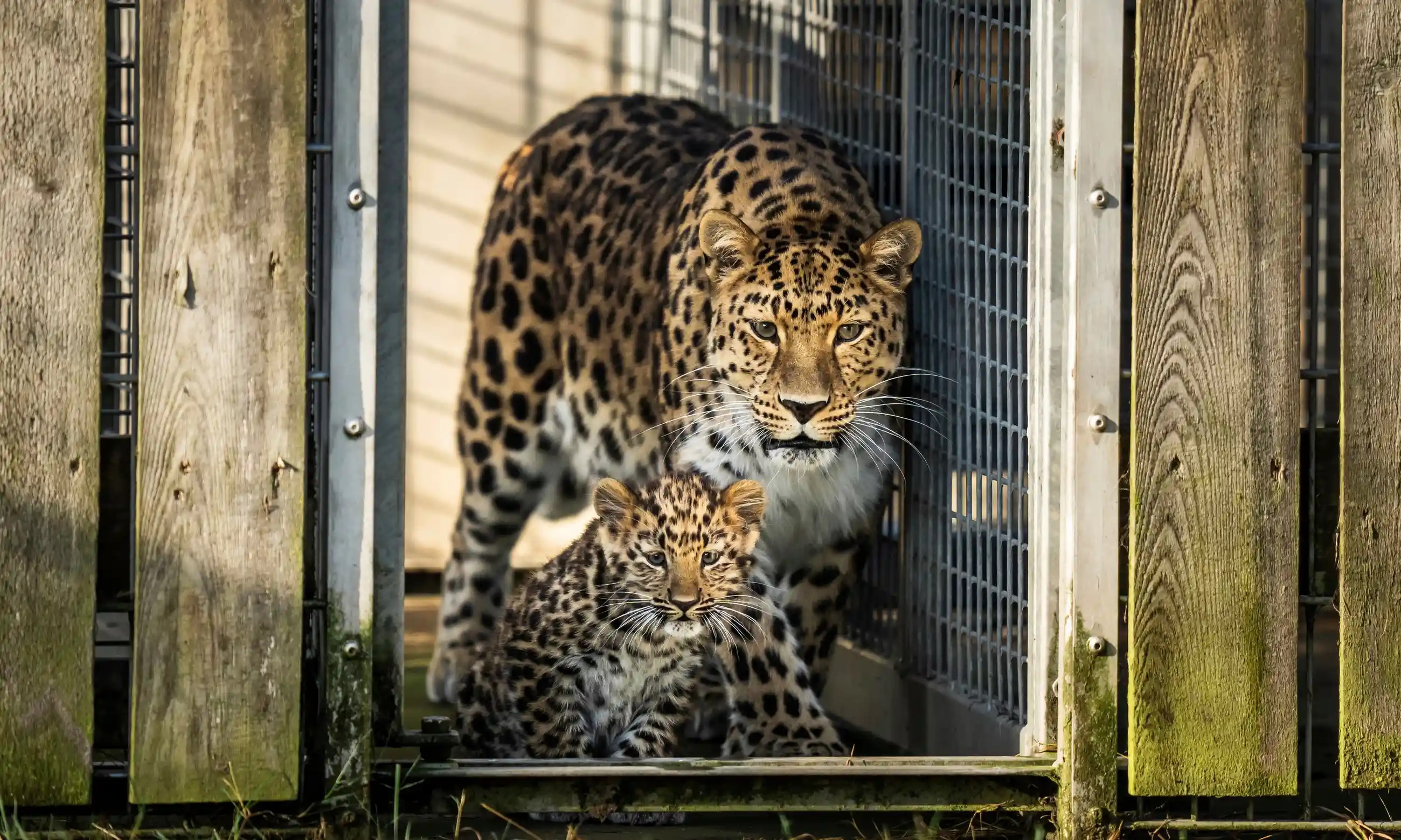 Anak Macan Tutul yang Terancam Punah