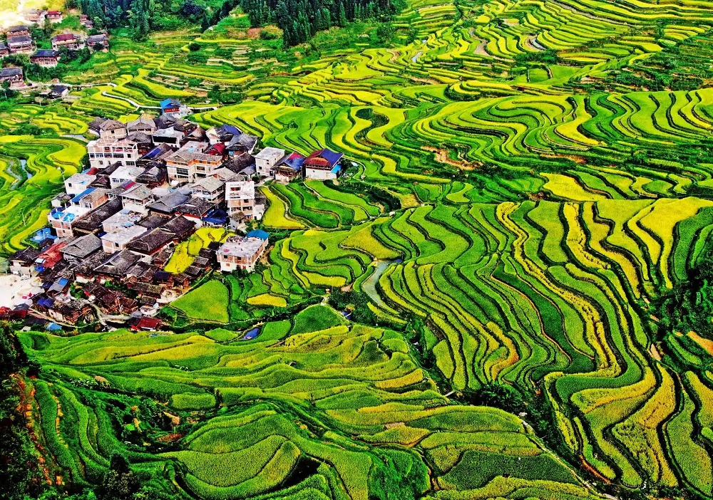 Sawah Bertingkat di Liuzhou-China