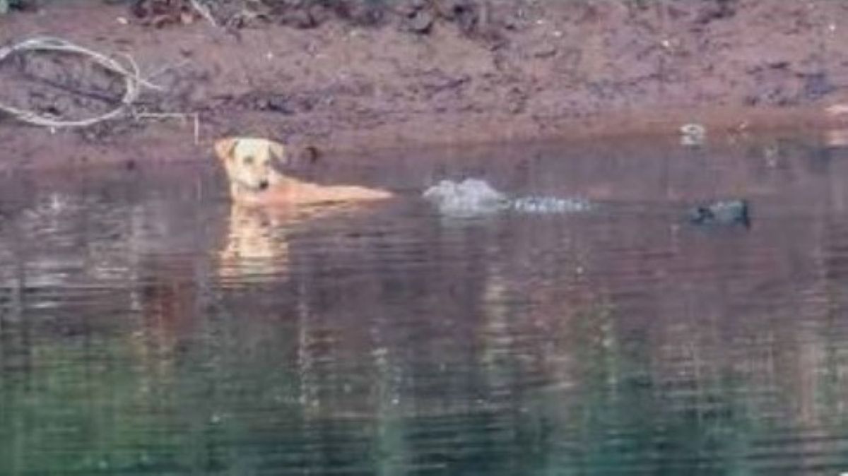 Viral Buaya Selamatkan Anjing yang Tercebur ke Sungai di India