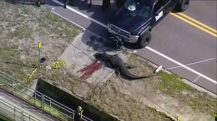 Penampakan Aligator Raksasa Seret Mayat Manusia di Florida