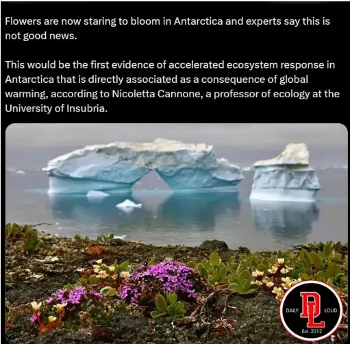 Viral Tanaman Tumbuh di Antartika, Pertanda apa?
