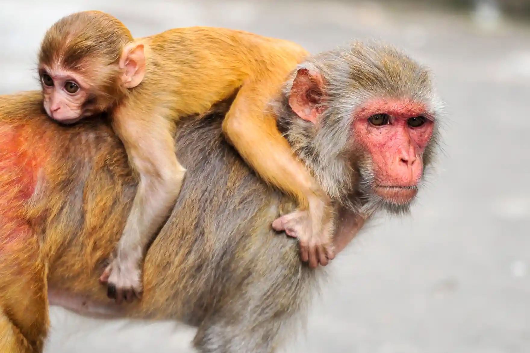 Monyet Rhesus dan Bayinya