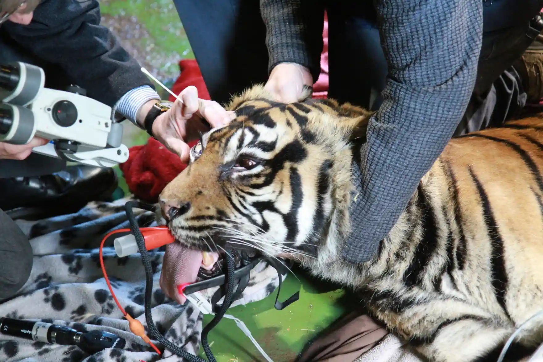 Harimau Sumatera Diperiksa Dokter Mata di Inggris