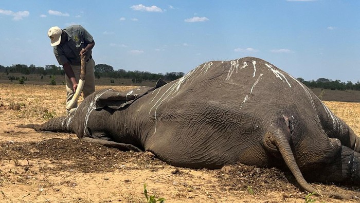 Puluhan Gajah Mati Kehausan di Zimbabwe Akibat Kekeringan