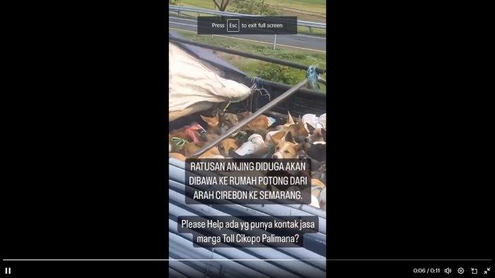 Viral, Ratusan Anjing Diangkut Truk di Tol Cipali Diduga Akan Dibawa ke Rumah Jagal