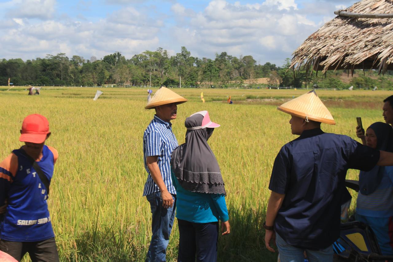 Panen Raya Bersama Petani, Radhan Bakal Optimalkan Potensi Besar Pertanian Konsel