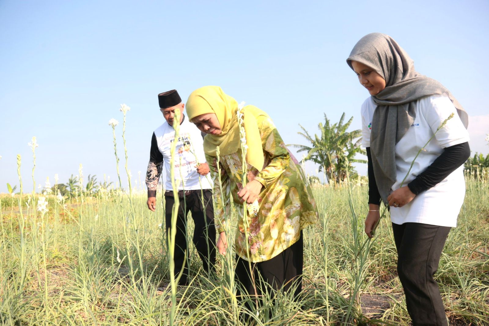 Panen Bunga Sedap Malam di Kebun  Bunga Petani Millenial di Pasuruan, Khofifah: Petani Milenial Jatim Tertinggi di Indonesia