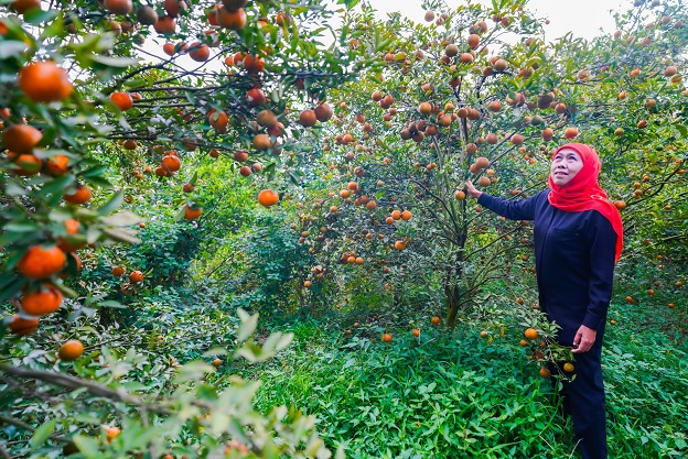 Ajak Warga Jatim Perbanyak Konsumsi Buah Lokal, Khofifah: Sejahterakan Petani Negeri Sendiri