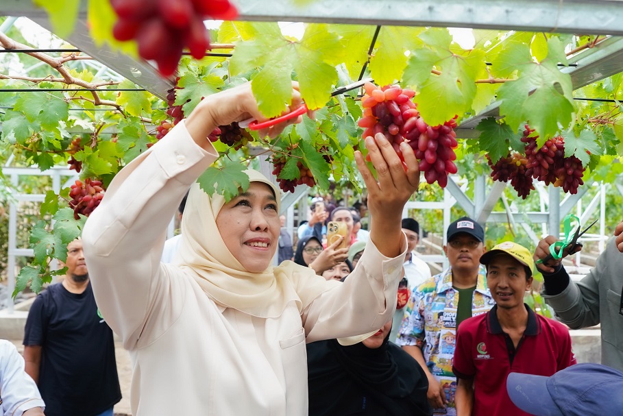 Modal Ringan dan Cepat Panen, Khofifah Dorong Masyarakat Contoh Keuletan Petani Budidaya Anggur di Probolinggo