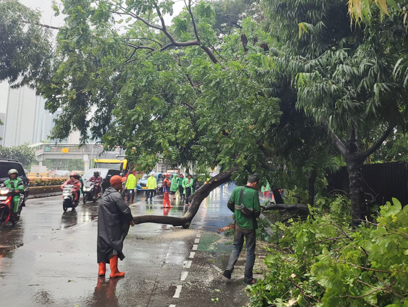 Pohon Tumbang di Jalan Gatot Subroto Sudah Dievakuasi