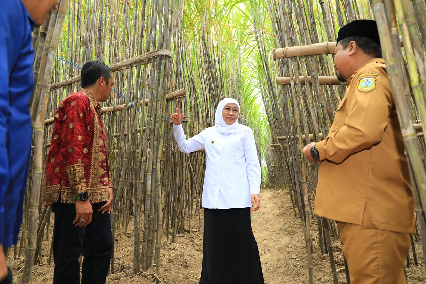 Gubernur Khofifah Luncurkan KUR Khusus Petani Tebu Jatim, Optimis Wujudkan Percepatan Swasembada Gula Nasional
