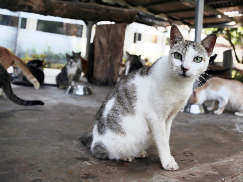 Pramono Anung Minta Pengembangan Pulau Kucing Berorientasi Jangka Panjang