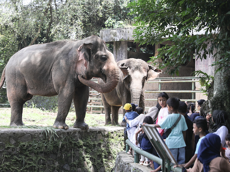 Long Weekend, Taman Margasatwa Ragunan Ramai Pengunjung