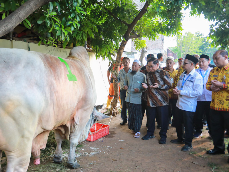 Gubernur Pramono Sumbang Dua Sapi Kurban di Tambora