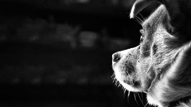Viral Video Anjing Dikuliti Hidup-hidup, Ahmad Sahroni Minta Polisi Turun Tangan