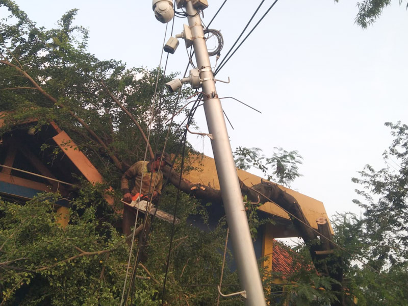 Kabel CCTV Tertimpa Pohon di Jakbar, Ini Penjelasan Jakarta Smart City