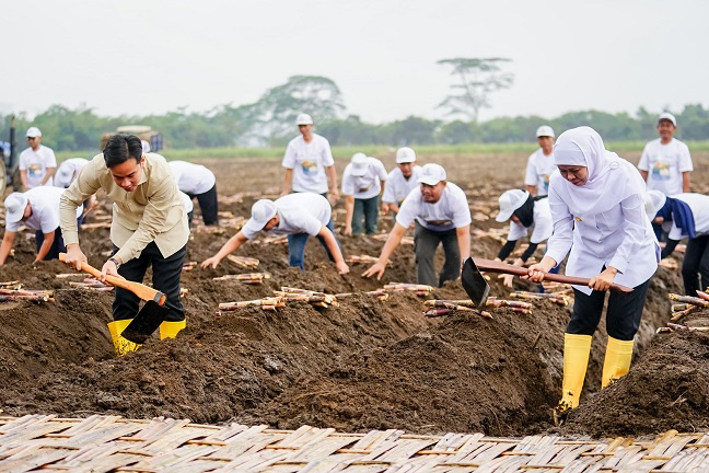 Gubernur Khofifah Dampingi Wapres Gibran Panen Tebu di Banyuwangi: Jatim Kontribusi 51,87 Persen Gula Nasional, Wujudkan Swasembada Gula Nasional