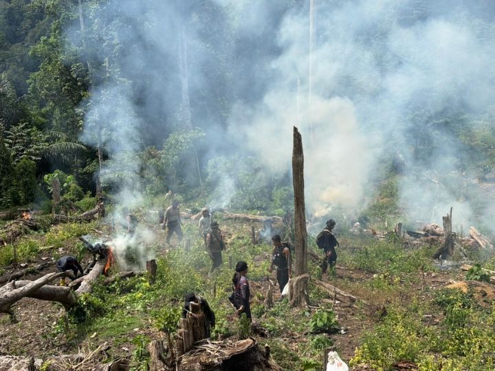 Polisi Bongkar Ladang Ganja 25 Hektare di Aceh, Pemilik Masih DPO