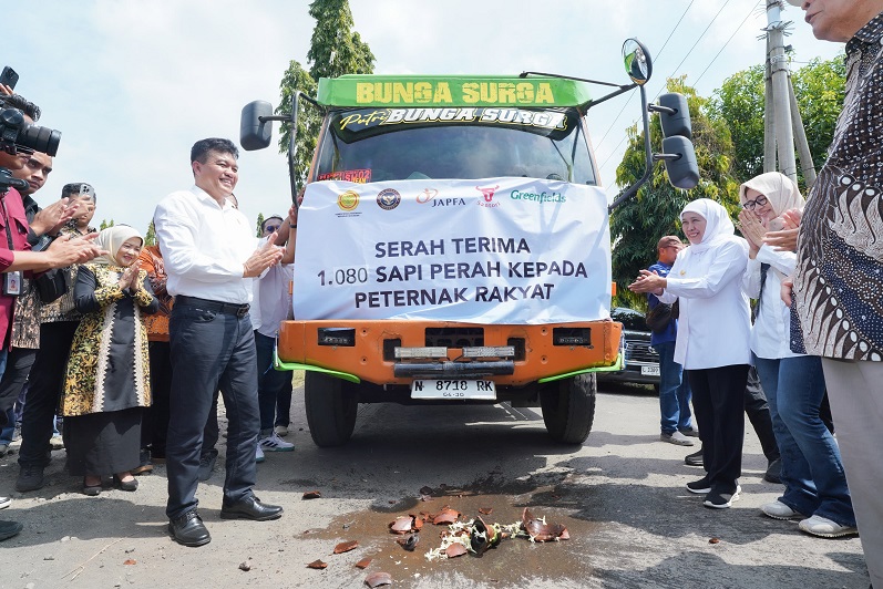 1.080 Ekor Sapi Perah Australia Didatangkan di Jatim, Gubernur Khofifah Optimis Tingkatkan Produksi Susu dan Pemerataan Ekonomi