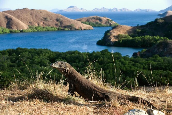 TN Komodo Kembali Jadi Sorotan: Resort Dipertanyakan, Status UNESCO Dipertaruhkan