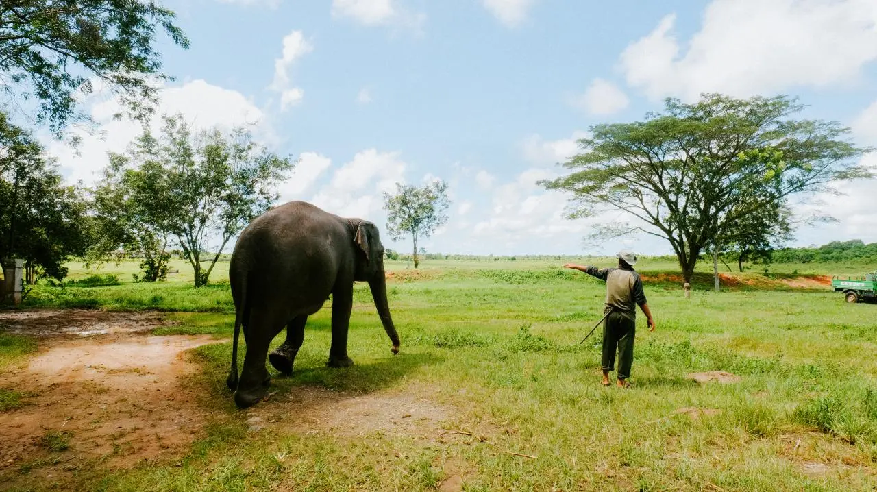 Dekat dengan Alam: Serunya Wisata Melihat Gajah di Habitat Asli