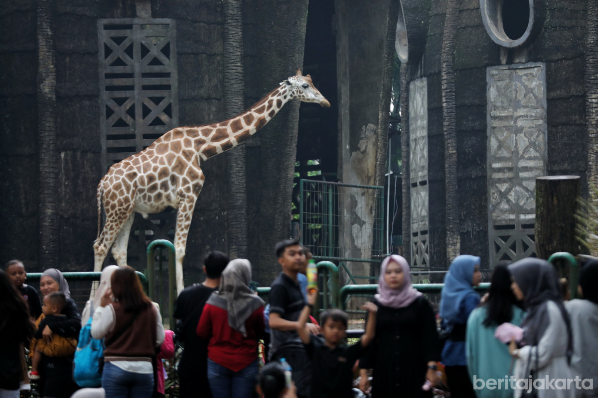 Libur Panjang, 19.381 Wisatawan Kunjungi Taman Margasatwa Ragunan