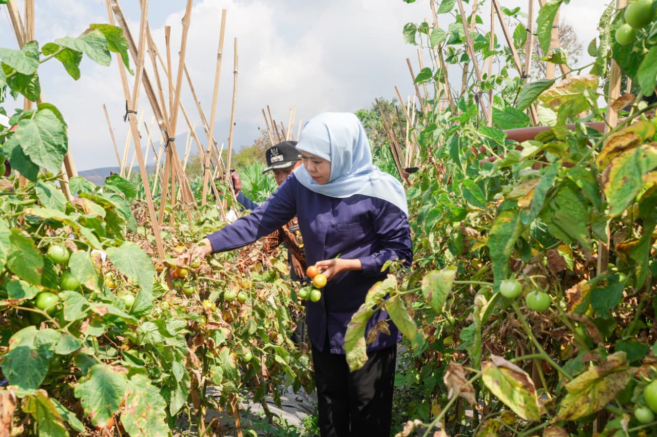 Gubernur Khofifah Minta Bupati dan Wali Kota Serap Tomat Petani untuk Stabilisasi Harga