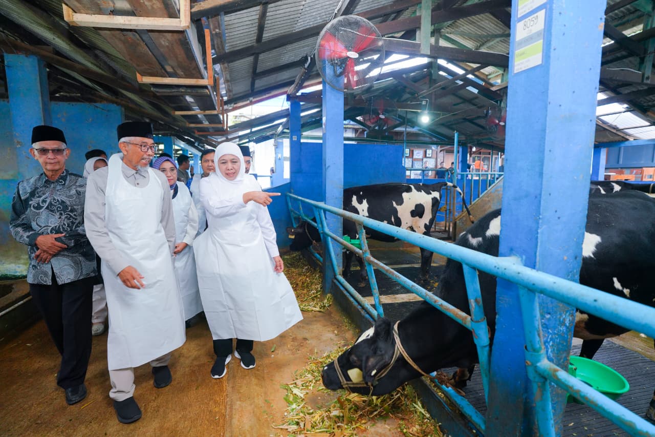 Gubernur Khofifah Tinjau Integrated Farming Peternakan Sapi Perah di Nongkojajar Pasuruan, Optimis Tingkatkan Produksi Susu Nasional Turunkan Ketergantungan Impor
