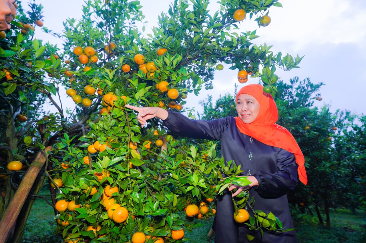 Gubernur Khofifah: Potensi Besar Jeruk Siam Madu di Tutur Pasuruan, Dorong Perluasan Pasar dan Desa Wisata