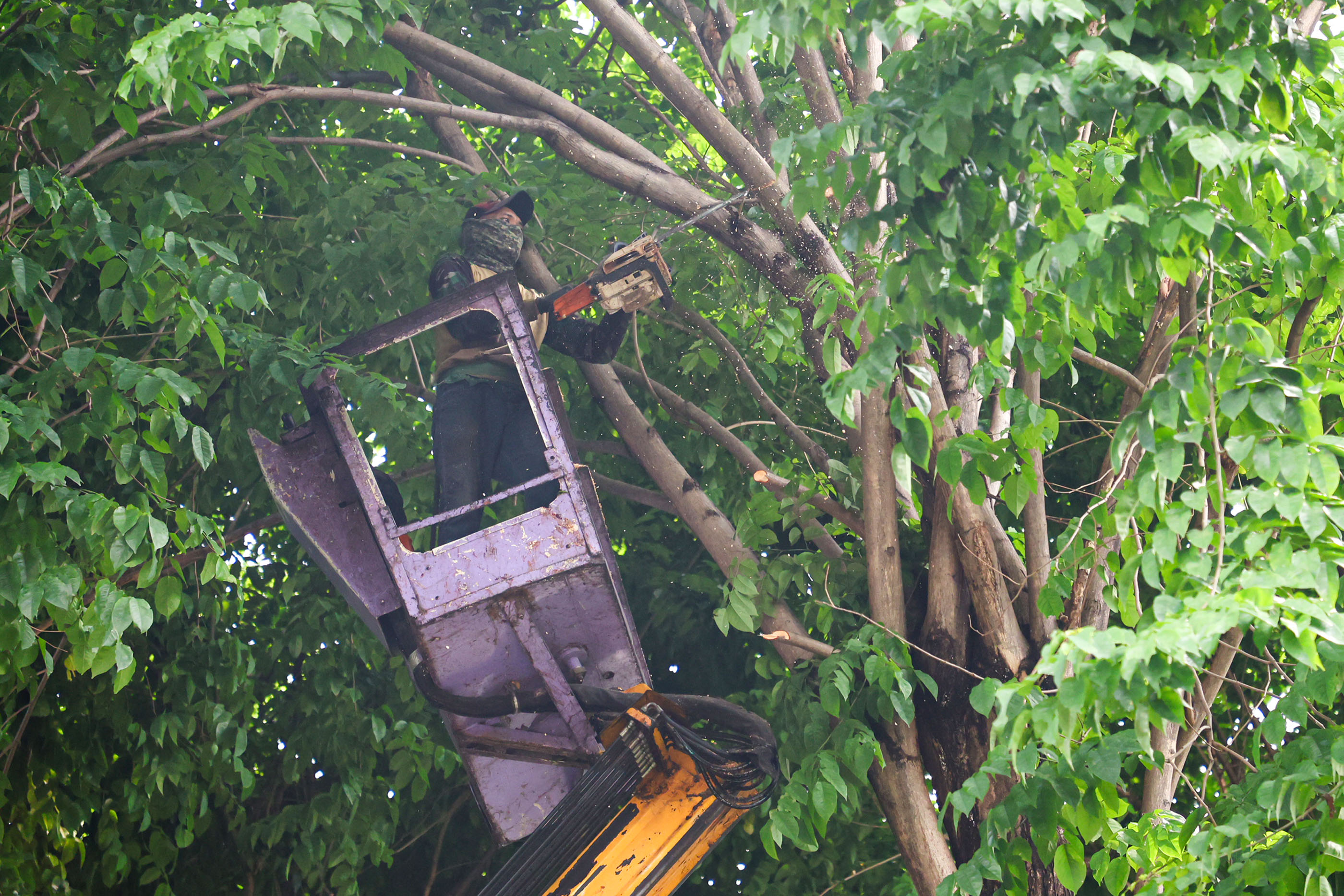 Waspada Angin Kencang, Pemkot Surabaya Gencarkan Perantingan hingga Peremajaan Pohon Tua