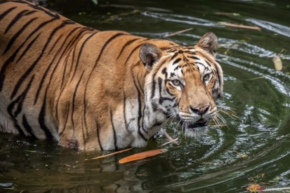 Isu Pakan Dibawa Pulang, Pramono Akan Tinjau Kondisi Harimau di Ragunan