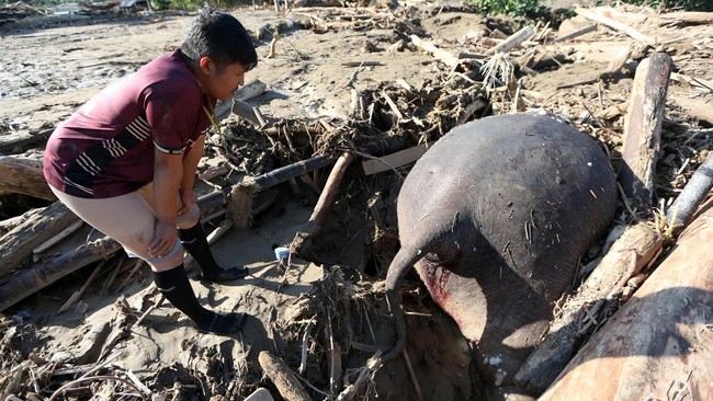 Banjir di Aceh Menyisakan Duka: Gajah Ditemukan Tewas Tertimbun Kayu dan Lumpur