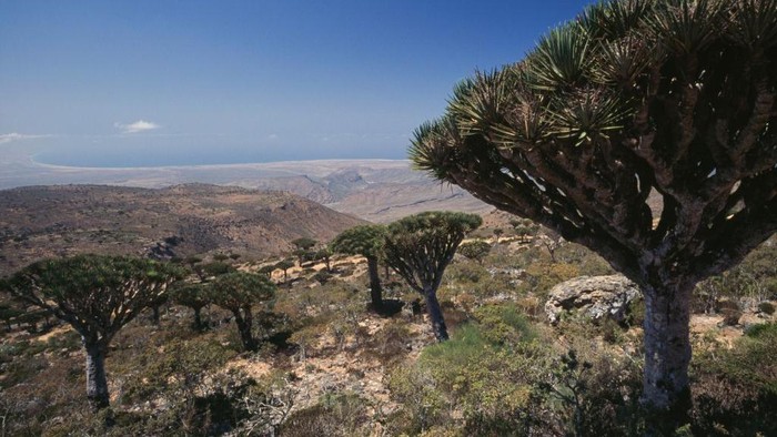 Tiga WNI Terjebak di Pulau Socotra Akibat Penutupan Wilayah Udara Yaman