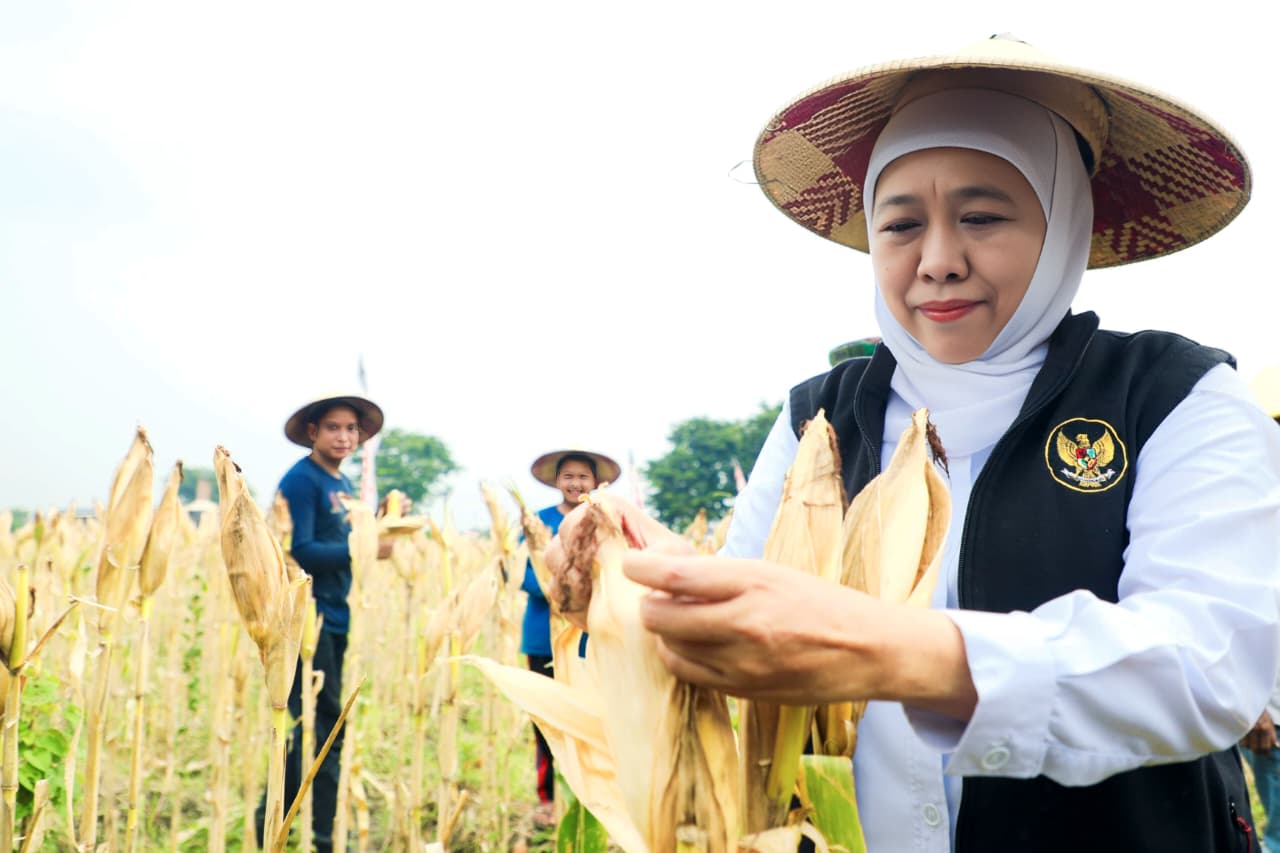Gubernur Khofifah dan Kapolda Jatim Panen Raya Jagung Serentak di Sidoarjo, Proyeksikan Produksi 5,4 Juta Ton di 2026