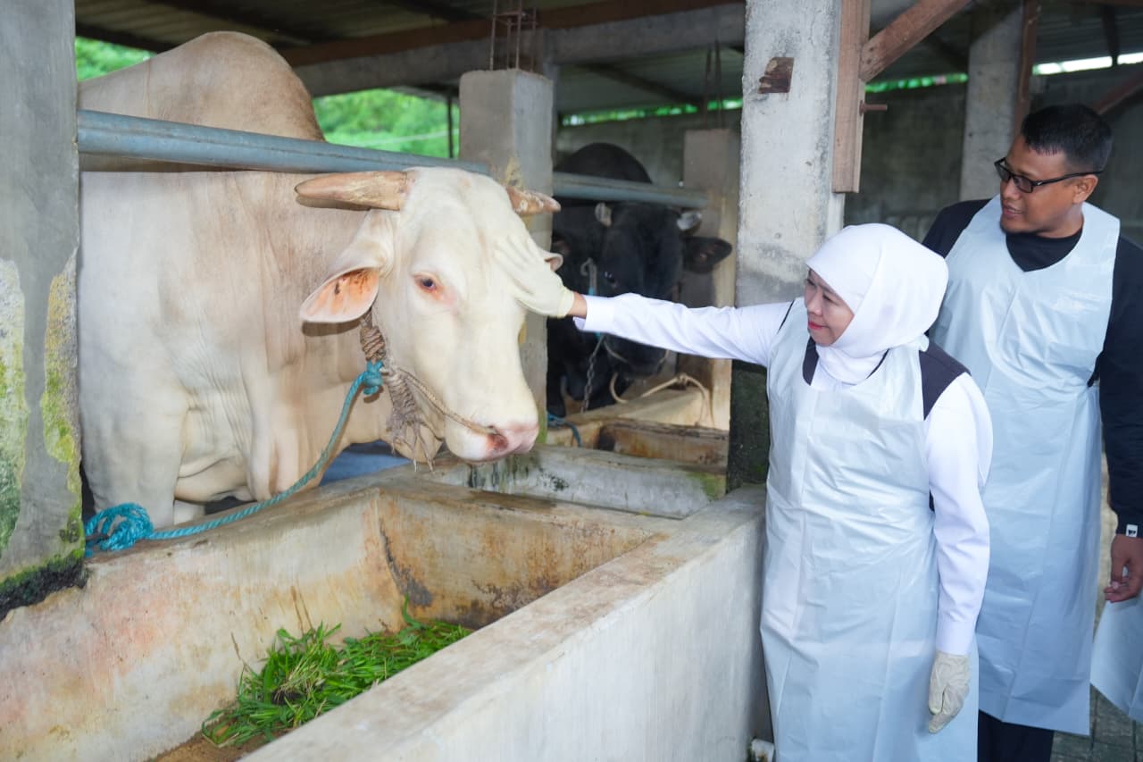 Gubernur Khofifah Tinjau Peternakan Berkah Wafa Farm Mojokerto, Pilih Sapi Belgian Blue Bobot Hampir 1 Ton untuk Kurban