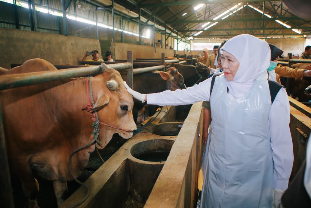 Gubernur Khofifah Tinjau Ternak Sapi di Bojonegoro, Pastikan Hewan Kurban Sehat Pengiriman ke Berbagai Daerah Lancar