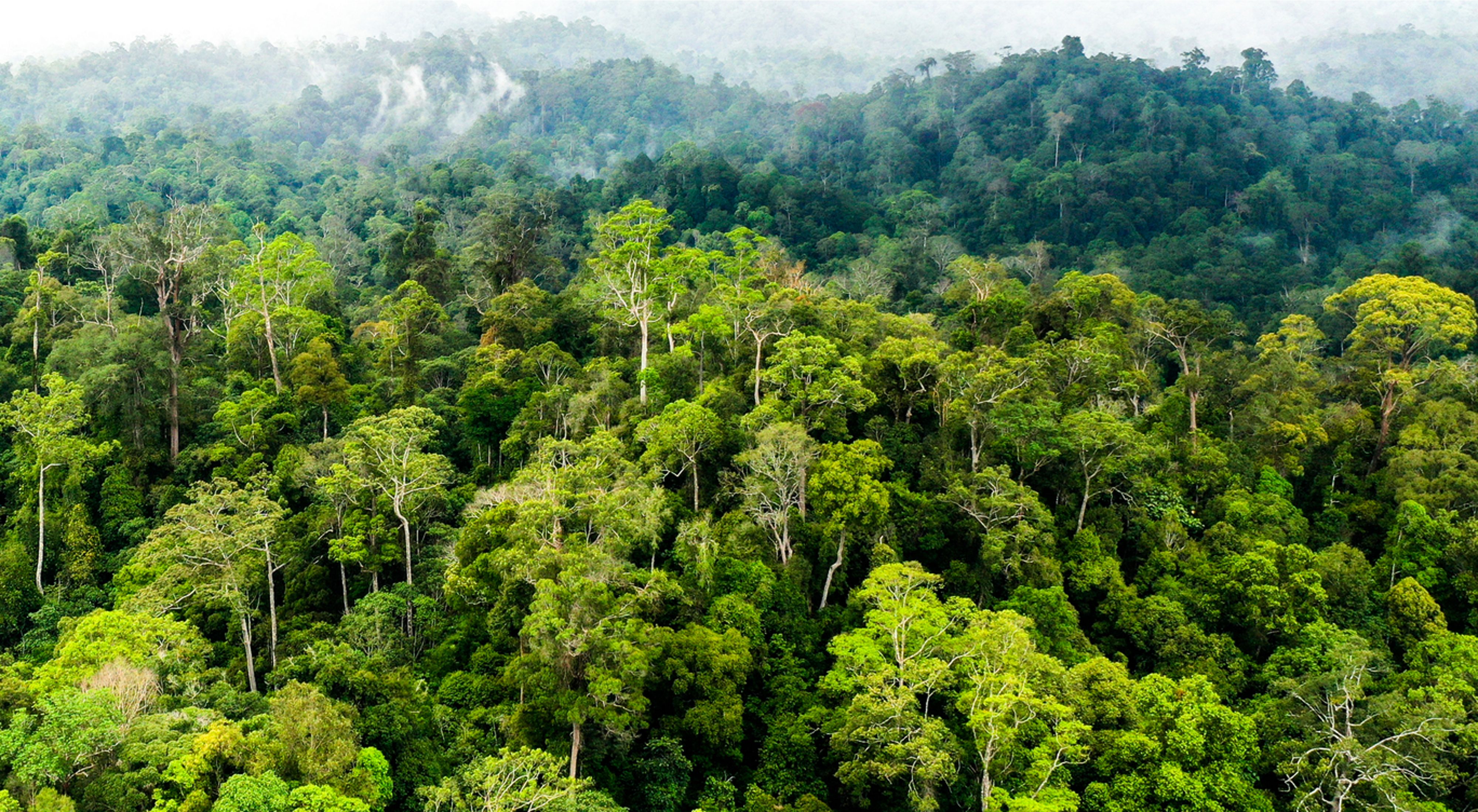 Menteri LH Target Tanam 2 Miliar Pohon, Greenpress Indonesia: 3 Juta Hektare Hutan yang Hilang Setara Berapa Miliar Pohon?