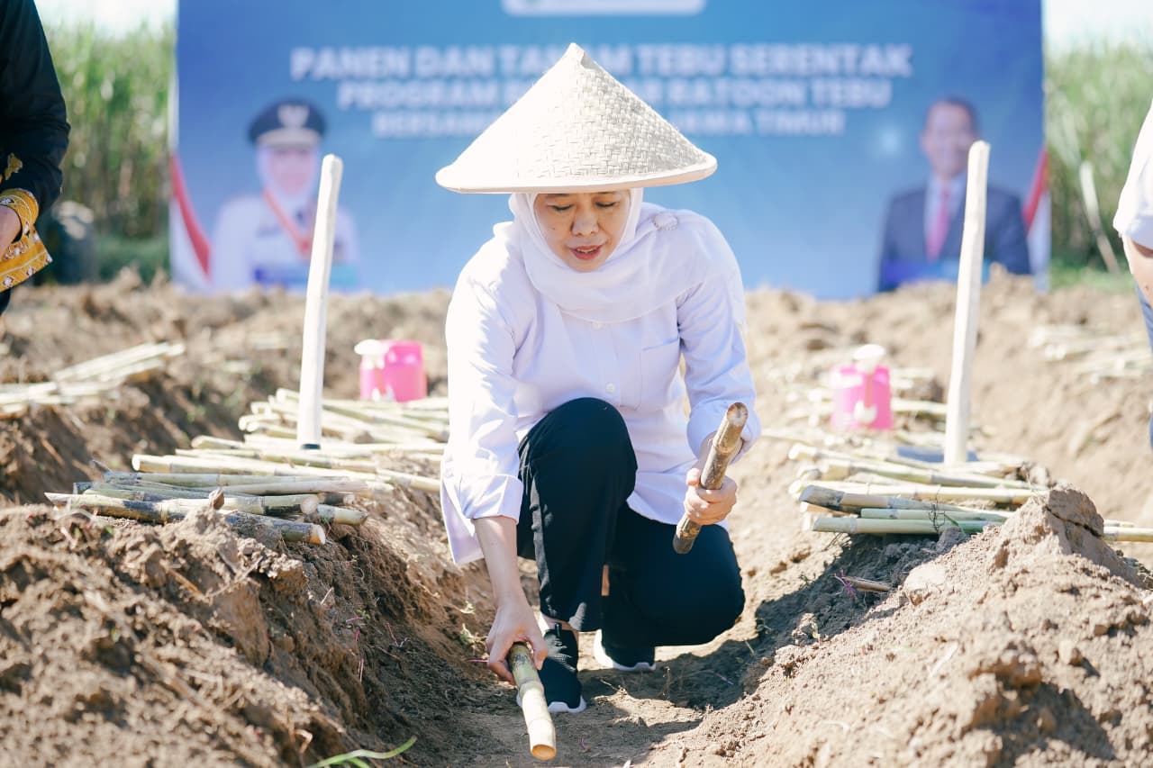 Gubernur Khofifah Pimpin Panen dan Tanam Tebu Serentak Program Bongkar Ratoon di Malang, Genjot Produktivitas dengan Target 54.897 Hektar