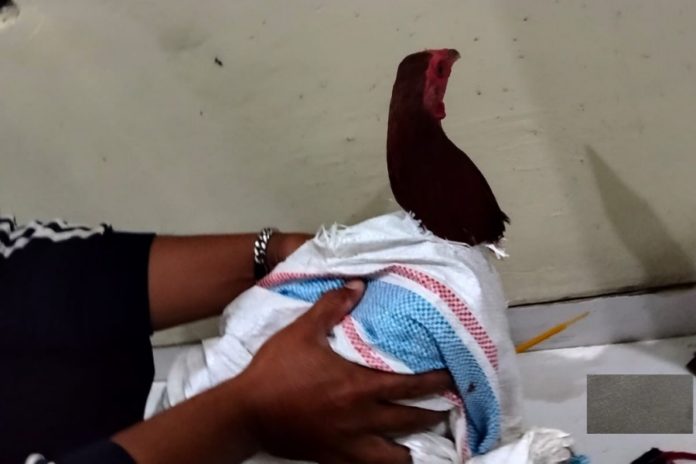 Tanggapi Aksi Main Hakim Sendiri di Bali, Legislator: Jangan Biarkan Emosi Gantikan Hukum