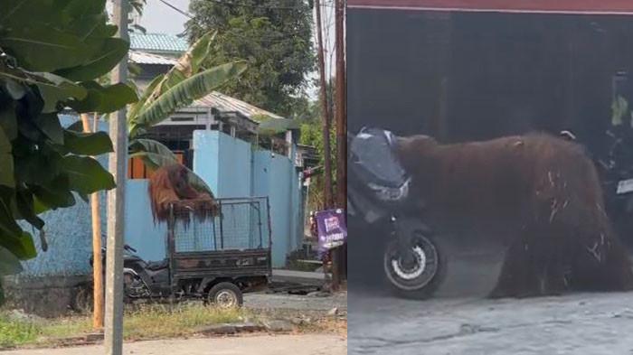 Bikin Geger! Orang Utan Lepas dari Solo Safari, Jatuhkan Motor hingga Masuk Rumah Makan