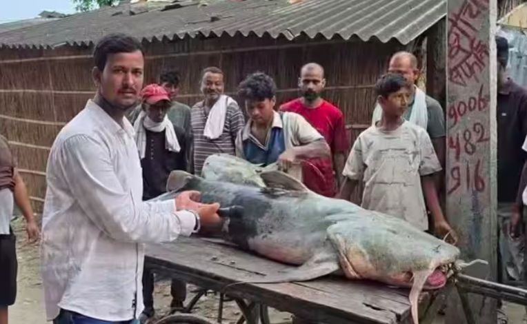 Ikan Misterius Berukuran 45 Kg Muncul Usai Banjir Nepal, Warga Dilarang Makan