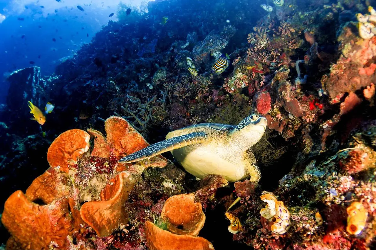 Kemenpar Tegaskan Tak Ada Toleransi atas Perusakan Ekosistem Raja Ampat